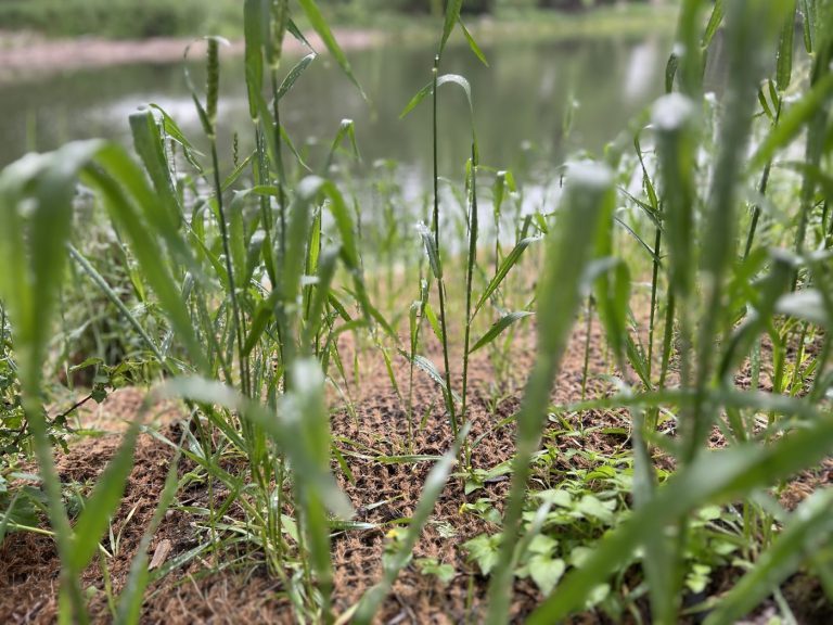 Grass growing through Coir Blanket