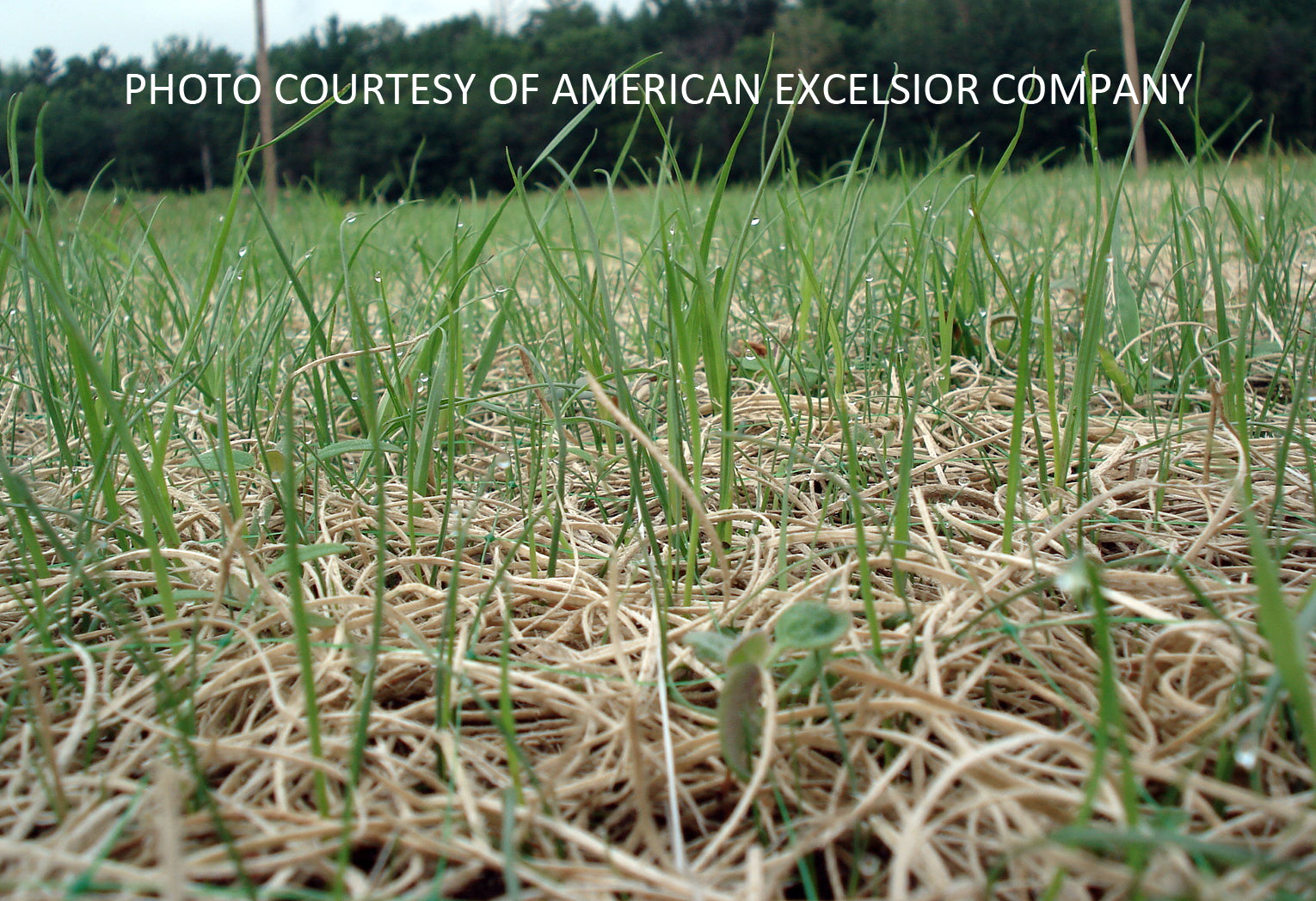 Curlex with Grass Growing Through It