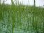 Recyclex with Grass Growing Through Media