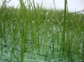 Recyclex TRM with Grass Growing Through It